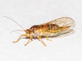 Psylla alni